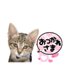 岡村猫（個別スタンプ：13）