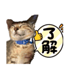 岡村猫（個別スタンプ：17）