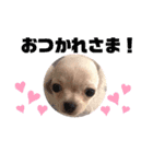 ♡すむちーのささみ♡（個別スタンプ：1）