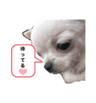 ♡すむちーのささみ♡（個別スタンプ：3）