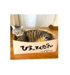 むぎいのすたんぷ（個別スタンプ：4）