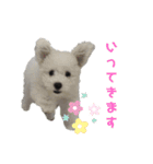 みるくちゃんの日常スタンプ（個別スタンプ：8）