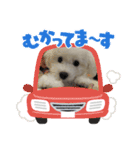 みるくちゃんの日常スタンプ（個別スタンプ：12）