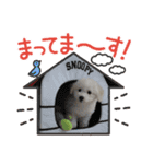 みるくちゃんの日常スタンプ（個別スタンプ：13）
