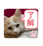 マンチカンの日常スタンプ（個別スタンプ：1）