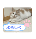 マンチカンの日常スタンプ（個別スタンプ：2）