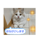 マンチカンの日常スタンプ（個別スタンプ：3）