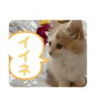 マンチカンの日常スタンプ（個別スタンプ：5）