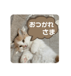 マンチカンの日常スタンプ（個別スタンプ：7）