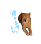 ロン太くんのスタンプ（個別スタンプ：2）