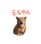 ロン太くんのスタンプ（個別スタンプ：5）