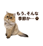 ペルシャのクッキーの子猫写真スタンプ5（個別スタンプ：10）