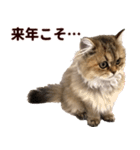 ペルシャのクッキーの子猫写真スタンプ5（個別スタンプ：13）