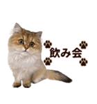 ペルシャのクッキーの子猫写真スタンプ5（個別スタンプ：26）