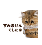 ペルシャのクッキーの子猫写真スタンプ5（個別スタンプ：28）