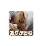 新 ハムスターとデグーの日常 2（個別スタンプ：3）