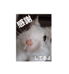 新 ハムスターとデグーの日常 2（個別スタンプ：4）