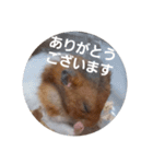 新 ハムスターとデグーの日常 2（個別スタンプ：7）
