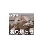 新 ハムスターとデグーの日常 2（個別スタンプ：8）