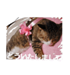 新 ハムスターとデグーの日常 3 時々猫（個別スタンプ：13）