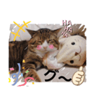 新 ハムスターとデグーの日常 3 時々猫（個別スタンプ：14）