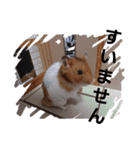新 ハムスターとデグーの日常 3 時々猫（個別スタンプ：18）
