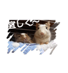 新 ハムスターとデグーの日常 3 時々猫（個別スタンプ：20）