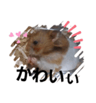 新 ハムスターとデグーの日常 3 時々猫（個別スタンプ：23）