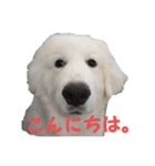 はな(グレートピレニーズ)（個別スタンプ：19）