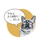 ねこちゃんがいっぱい！年末年始ver.（個別スタンプ：12）