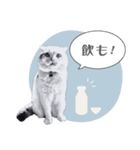 ねこちゃんがいっぱい！年末年始ver.（個別スタンプ：19）