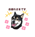 黒柴優作2（個別スタンプ：9）