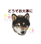 黒柴優作2（個別スタンプ：11）