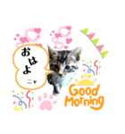 挨拶 ネコ（個別スタンプ：1）