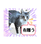 挨拶 ネコ（個別スタンプ：5）