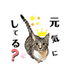 挨拶 ネコ（個別スタンプ：6）