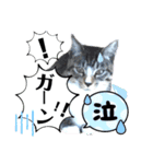 挨拶 ネコ（個別スタンプ：8）