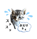 挨拶 ネコ（個別スタンプ：9）