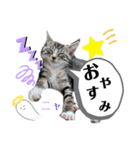 挨拶 ネコ（個別スタンプ：10）