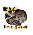 挨拶 ネコ（個別スタンプ：11）