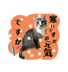 挨拶 ネコ（個別スタンプ：12）