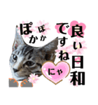 挨拶 ネコ（個別スタンプ：14）