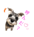 あざとい❤こなつ(ミニチュアシュナウザー)（個別スタンプ：1）