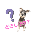 あざとい❤こなつ(ミニチュアシュナウザー)（個別スタンプ：2）