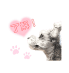 あざとい❤こなつ(ミニチュアシュナウザー)（個別スタンプ：4）