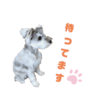 あざとい❤こなつ(ミニチュアシュナウザー)（個別スタンプ：8）