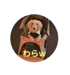 カニンヘンダックス日常2（個別スタンプ：11）