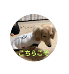 カニンヘンダックス日常2（個別スタンプ：20）
