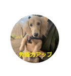 カニンヘンダックス日常2（個別スタンプ：27）