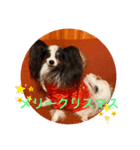 パピヨンのサラ（個別スタンプ：1）